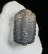 Detailed Phacops Trilobite From Morocco #4231-4